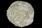 Fossil Sea Urchin (Drocidaris) - Morocco #104495-1